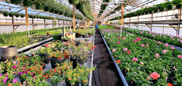 Flowers and plants in a Whiting Farm greenhouse.