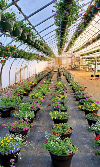 A display of potted plants in a greenhouse.