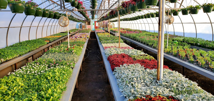 A display of hanging and potted flowers in a greenhouse.